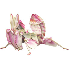 Makebug 3D Paper puzzle Orchid Mantis, MB-B-0003