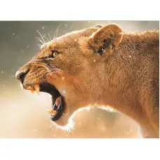 TSVETNOY Алмазная мозаика 40x50см Hunting Lioness, LG185e